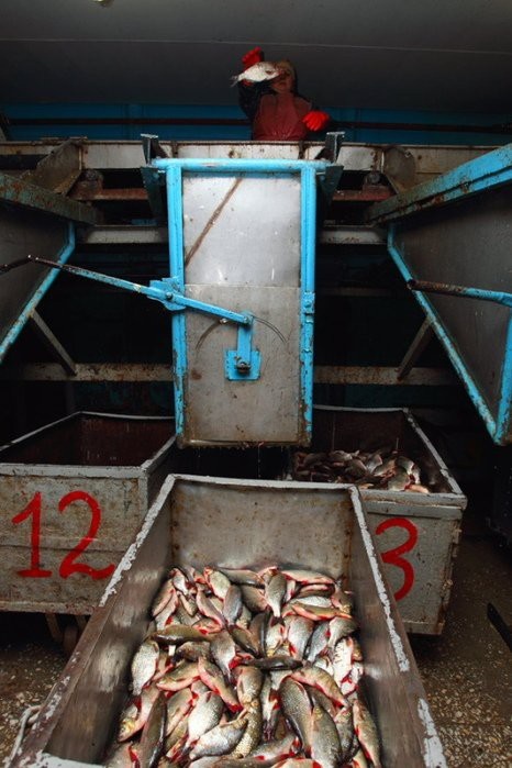 Как солят рыбу в Астрахани (21 фото)