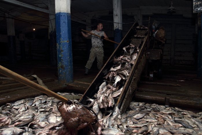 Как солят рыбу в Астрахани (21 фото)