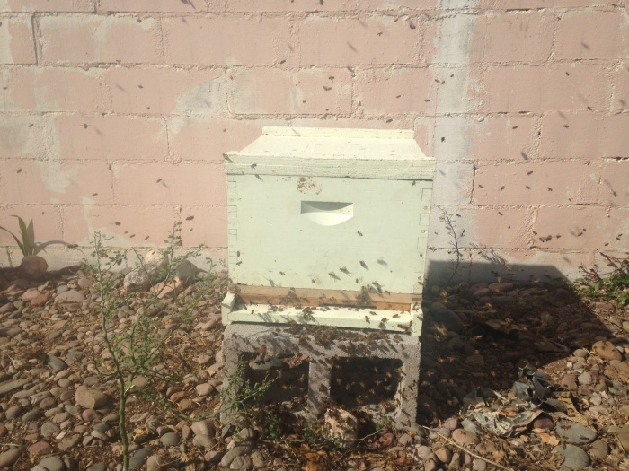 Как переселяют пчел (7 фото)