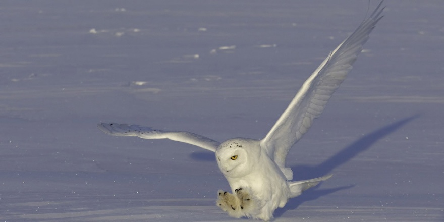Красивые фото полярной совы (8 фото)