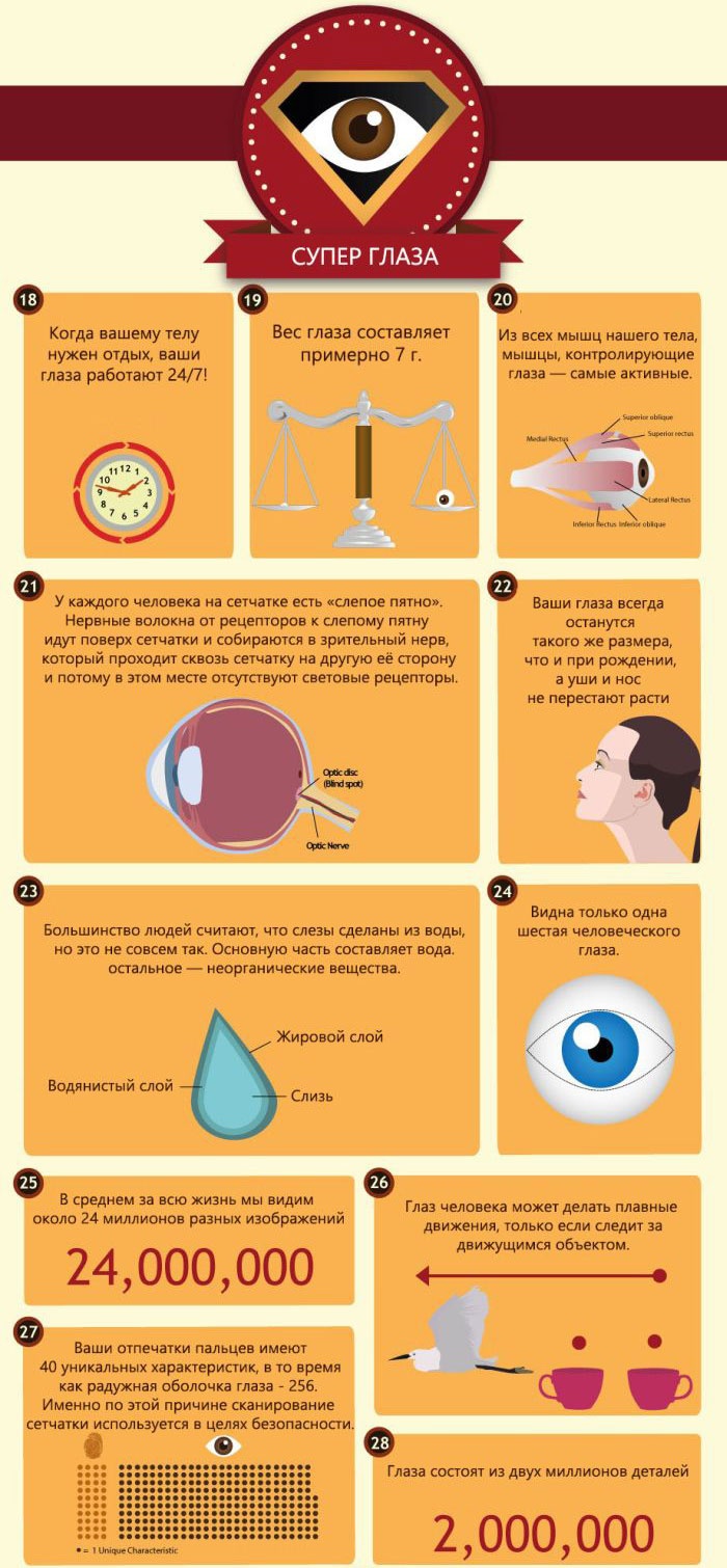 50 фактов о глазах