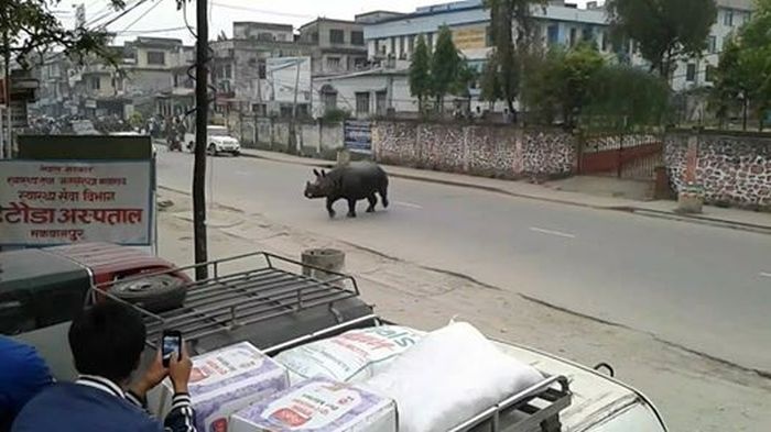 Разъяренный носорог в непальском городе (4 фото)