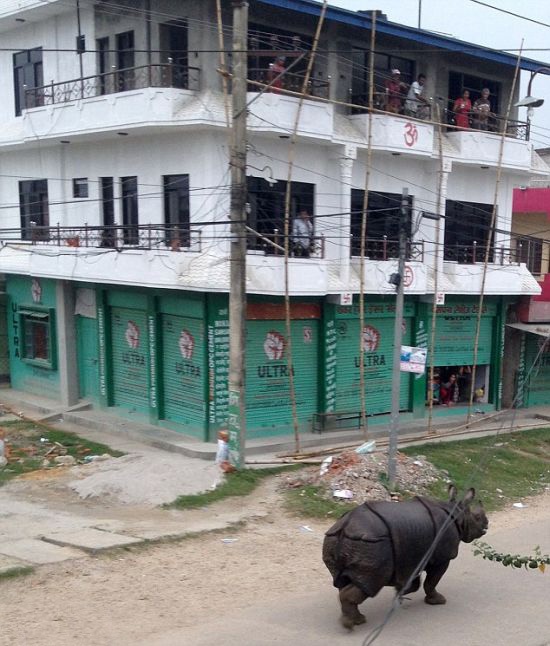 Разъяренный носорог в непальском городе (4 фото)