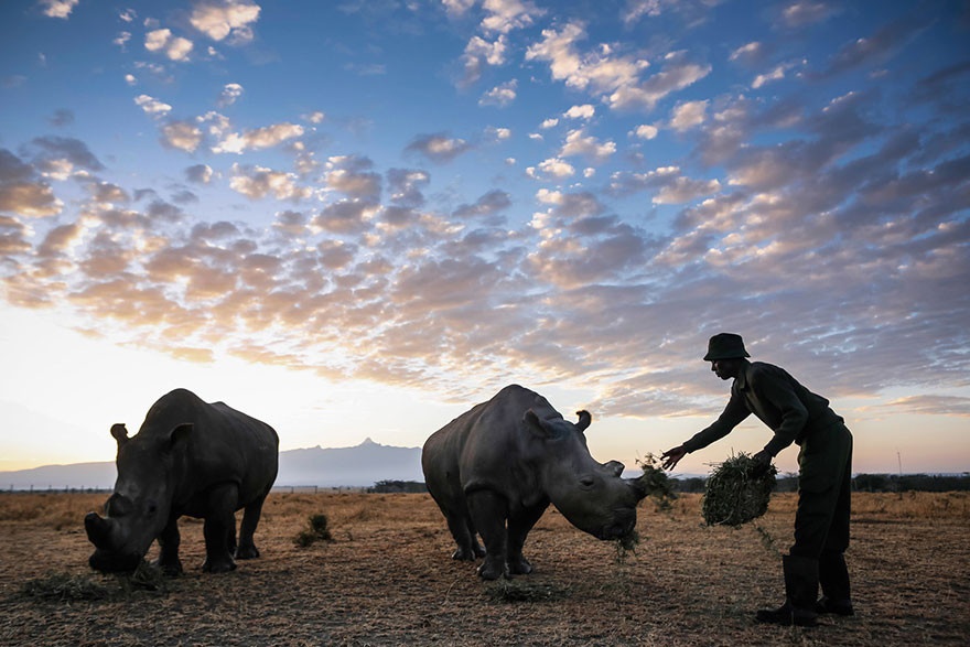 Последний в мире белый носорог (10 фото)