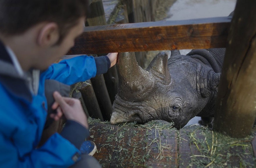 Последний в мире белый носорог (10 фото)