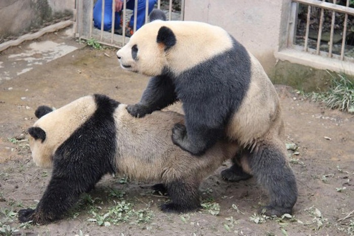 Панды из одного китайского зоопарка отличились длительностью времени спаривания (5 фото)