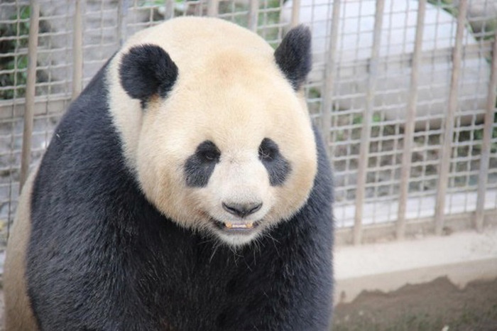 Панды из одного китайского зоопарка отличились длительностью времени спаривания (5 фото)