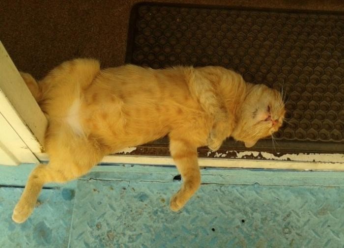 Подборка фото спящих котов (22 фото)