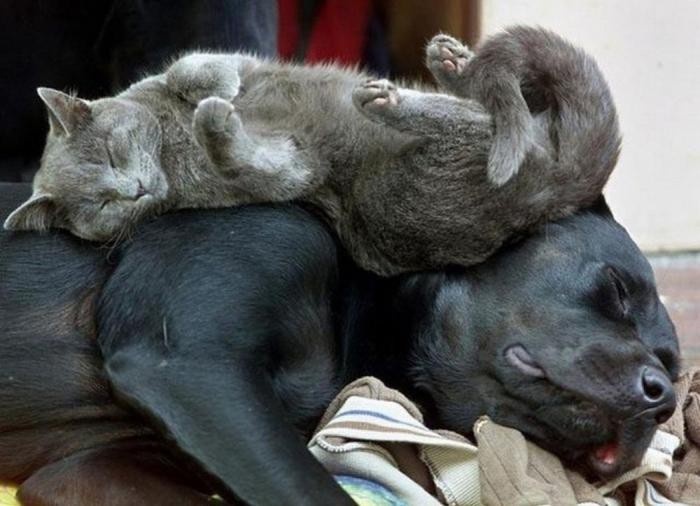 Подборка фото спящих котов (22 фото)