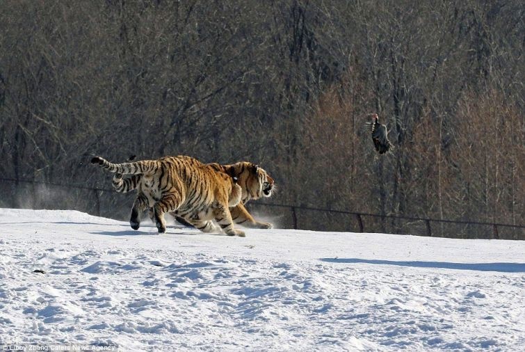 Комичное падение тигра (6 фото)