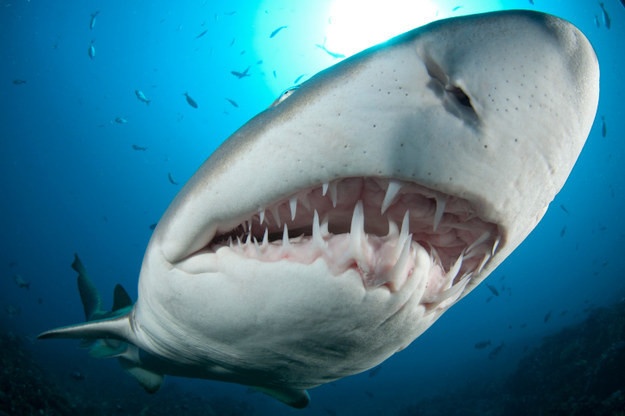 Интересные факты об акулах (10 фото)