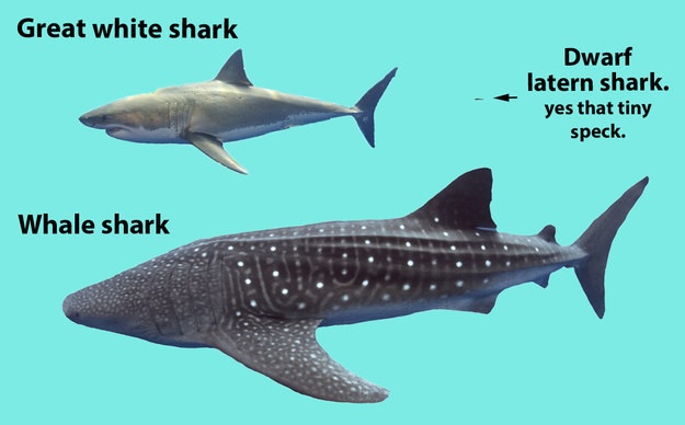 Интересные факты об акулах (10 фото)