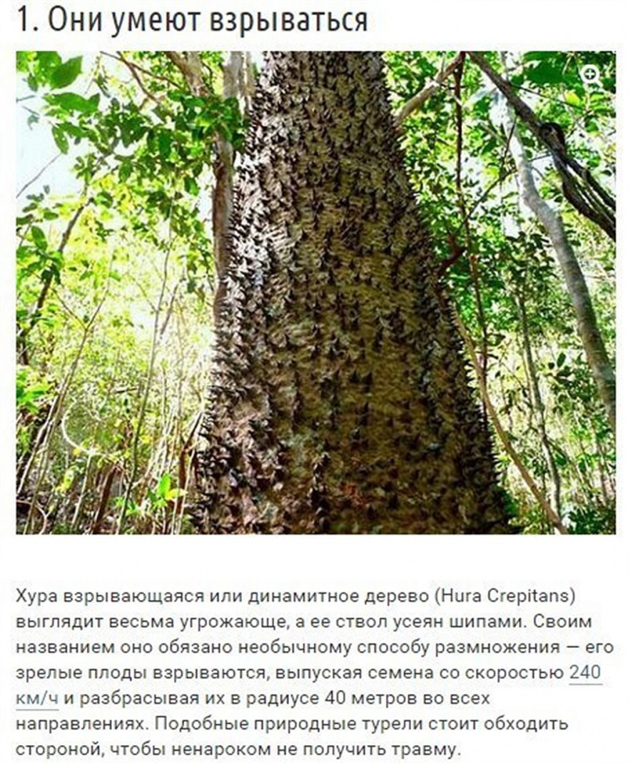 Необычные способности деревьев (10 фото)
