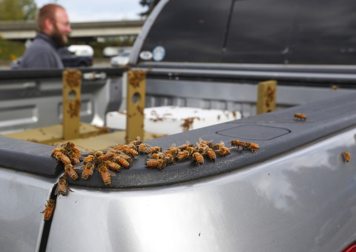 Авария грузовика с пчелами и ее последствия (15 фото и видео)