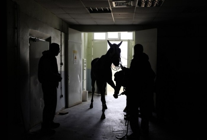 Как лечат лошадей на одном из турецких ипподромов (25 фото)