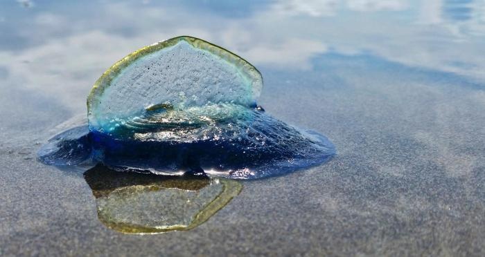 Нашествие медуз на пляжи Калифорнии (5 фото)