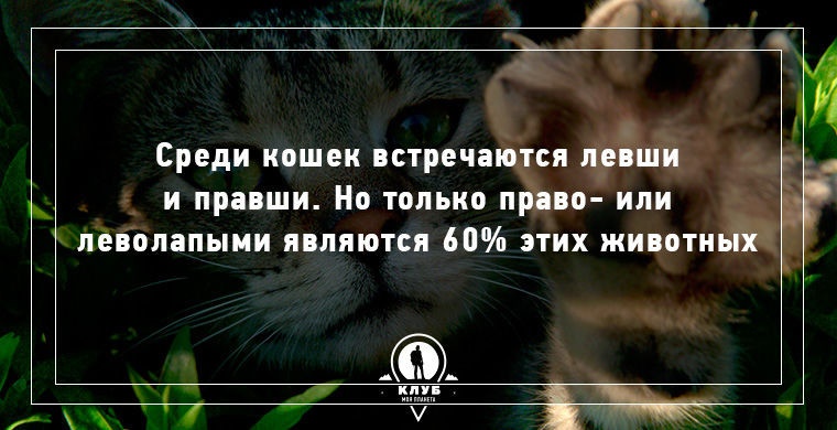 Любопытные факты о кошках и семействе кошачьих (10 картинок)