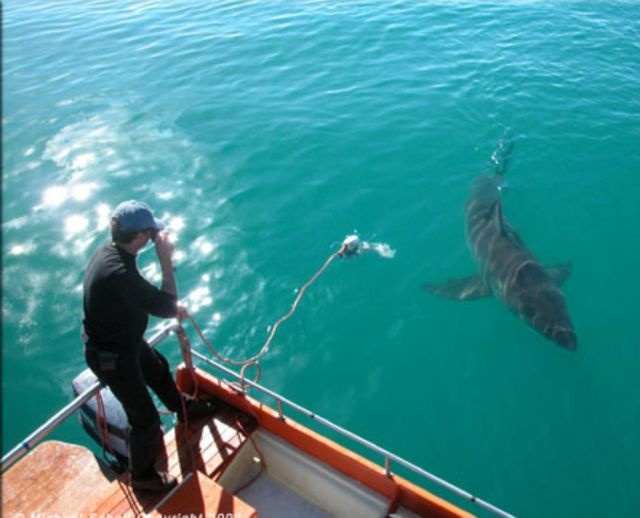 Последствия необычной дружбы рыбака и акулы (7 фото)