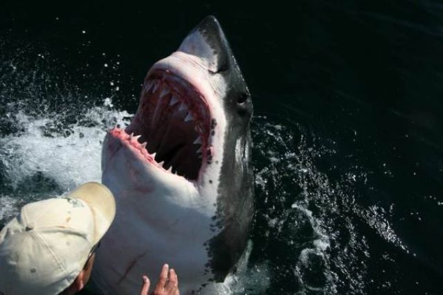 Последствия необычной дружбы рыбака и акулы (7 фото)
