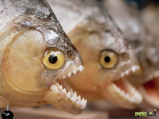 Удивительные факты о рыбах (10 фото)