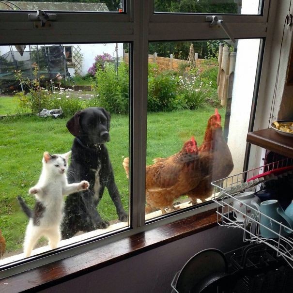 Коты и другие животные, пытающиеся попасть в дом (79 фото)