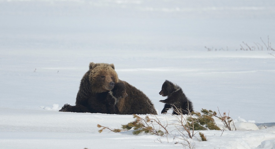 Редкие фото медвежат с матерью в естественных условиях (10 фото)