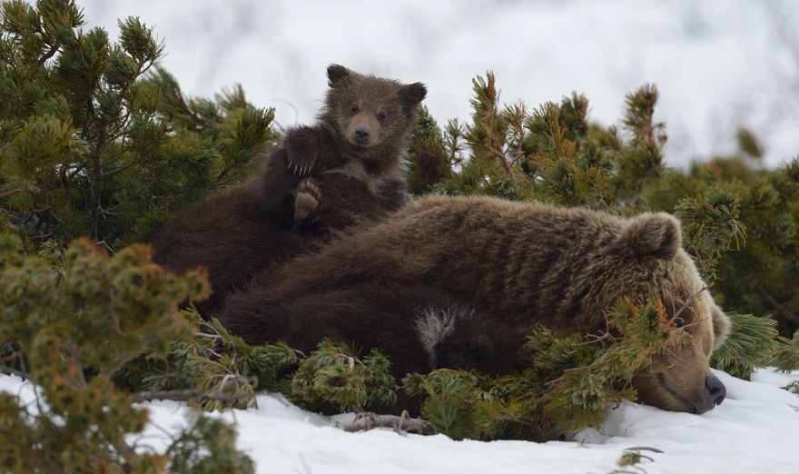 Редкие фото медвежат с матерью в естественных условиях (10 фото)