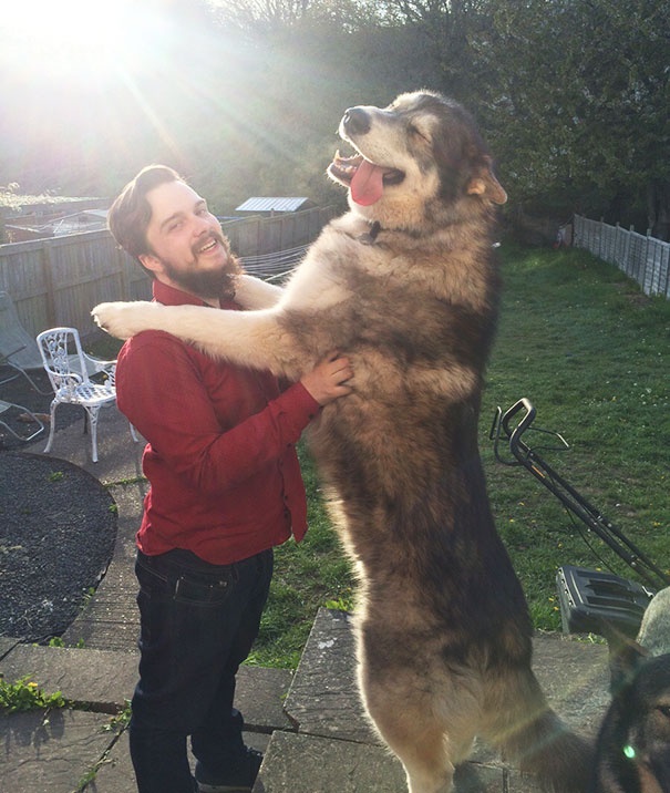 20 огромных собак-друзей человека