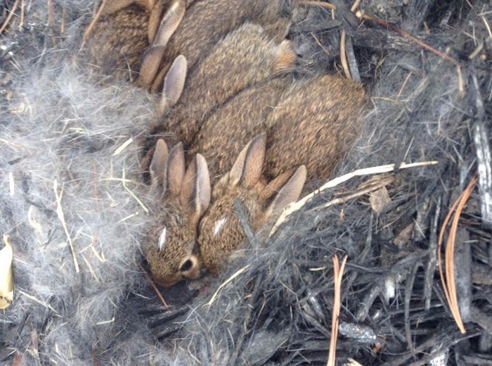 Кроличье гнездо на клумбе (6 фото)