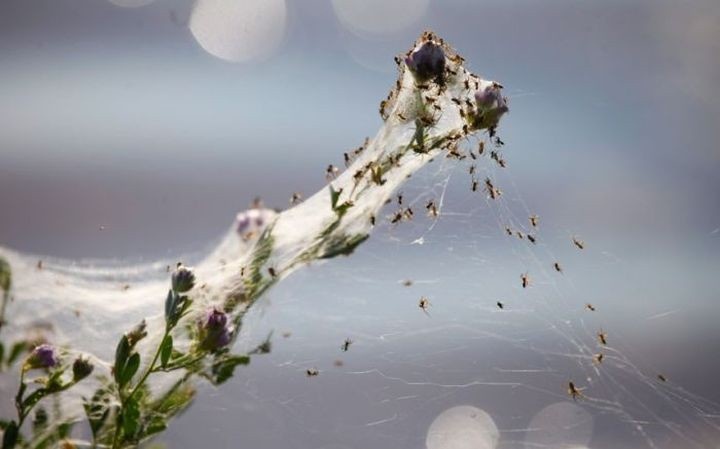 Как выглядят массовые миграции пауков (11 фото)