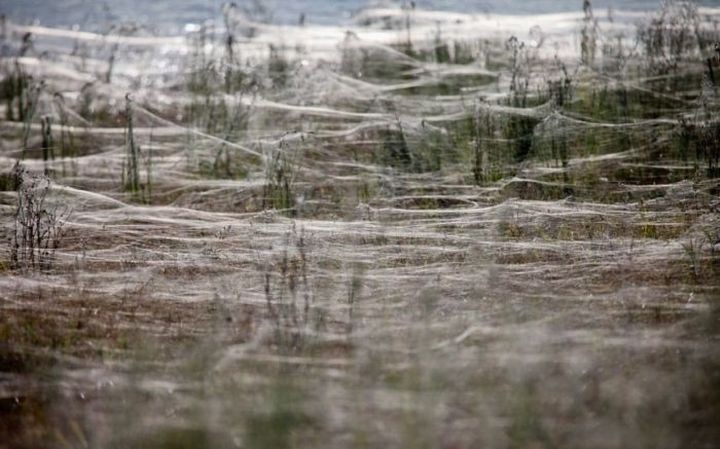 Как выглядят массовые миграции пауков (11 фото)