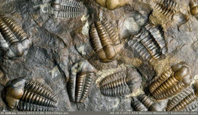 Живые существа,обитавшие на Земле сотни тысяч лет назад (13 фото)