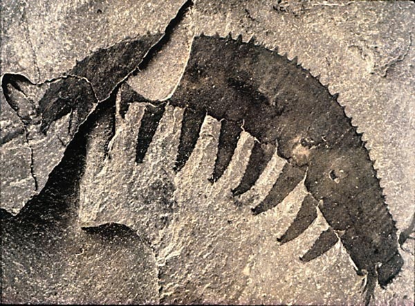 Живые существа,обитавшие на Земле сотни тысяч лет назад (13 фото)