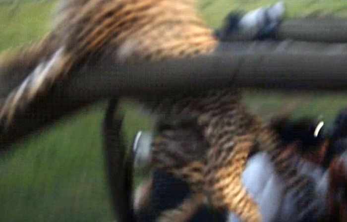В кенийском заповеднике гепард оказался в машине с туристами (10 фото)