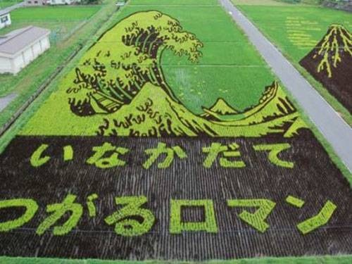 Необычные рисунки на рисовых полях (14 фото)