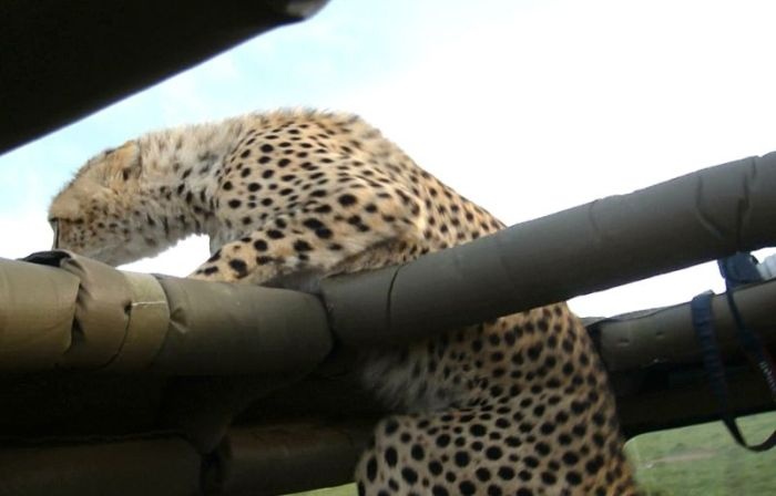 В кенийском заповеднике гепард оказался в машине с туристами (10 фото)