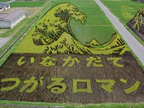 Необычные рисунки на рисовых полях (14 фото)