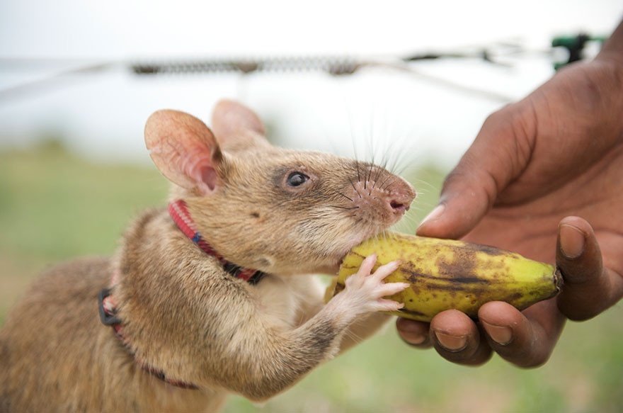 Крысы-саперы (12 фото)