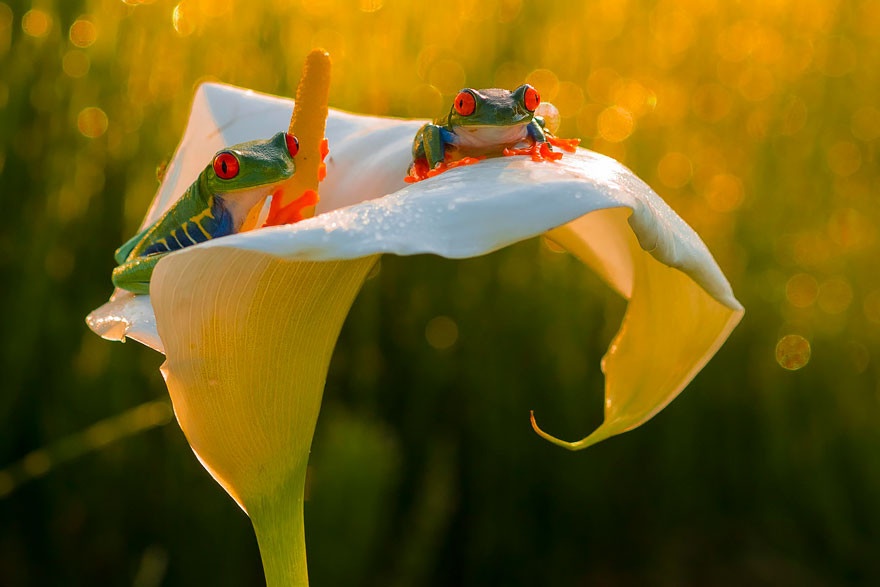 Самые необычные лягушки со всего мира (30 фото)
