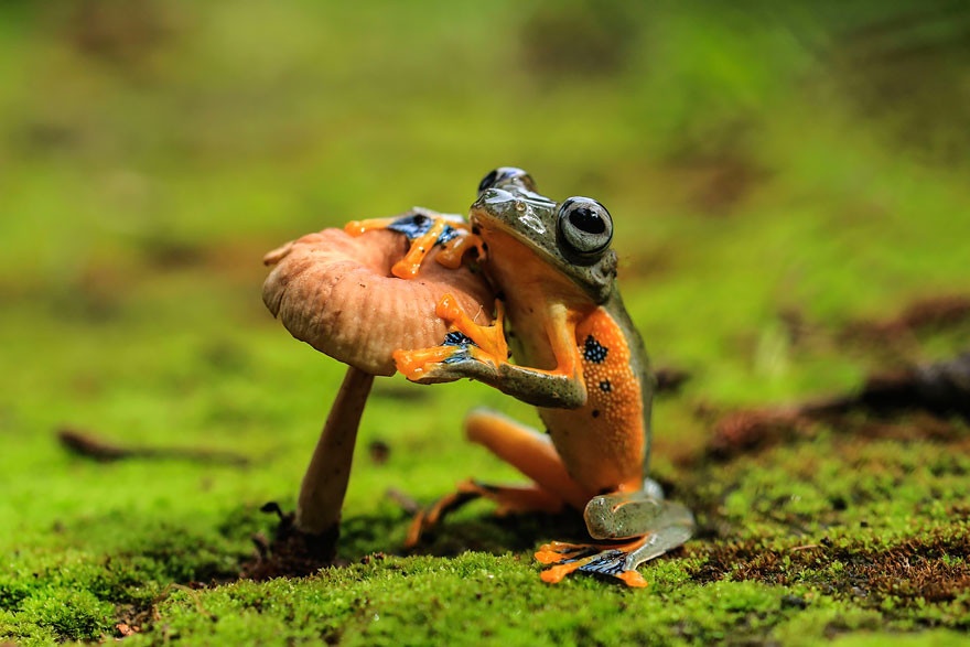 Самые необычные лягушки со всего мира (30 фото)