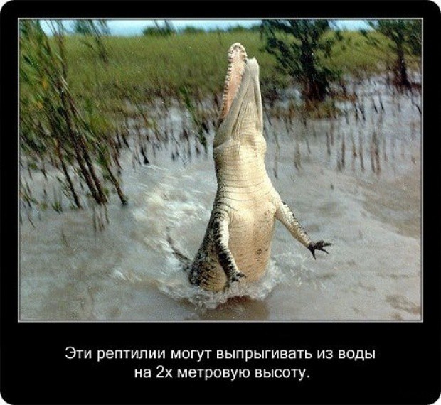 20 интересных фактов о крокодилах (20 фото)