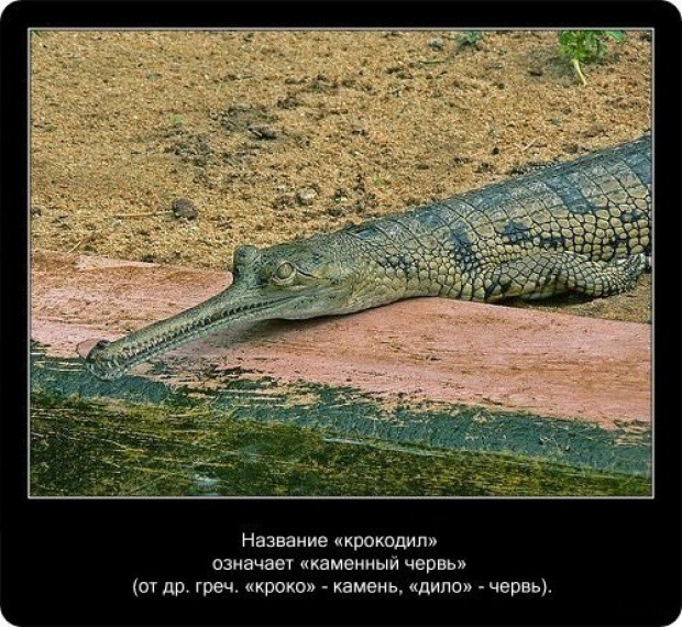 20 интересных фактов о крокодилах (20 фото)