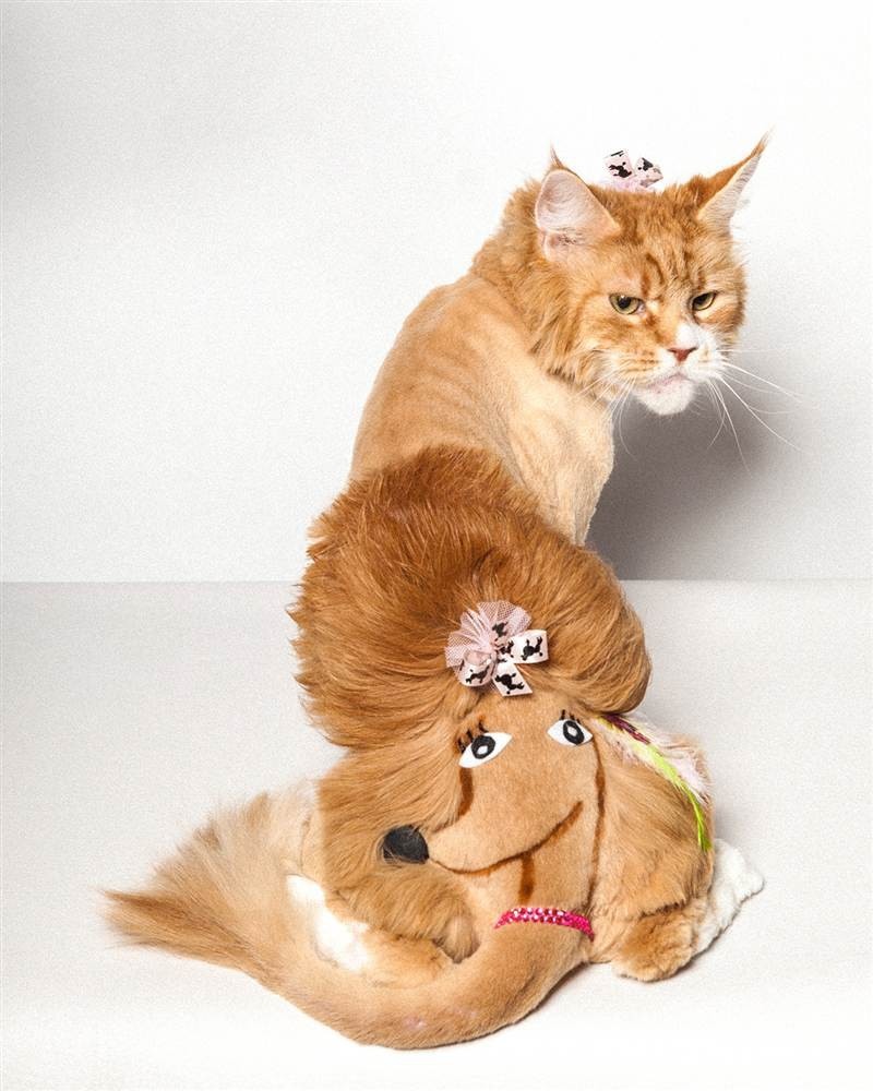 Когда твой хозяин идиот или парикмахер - 16 фото котов, которые обзавелись прической