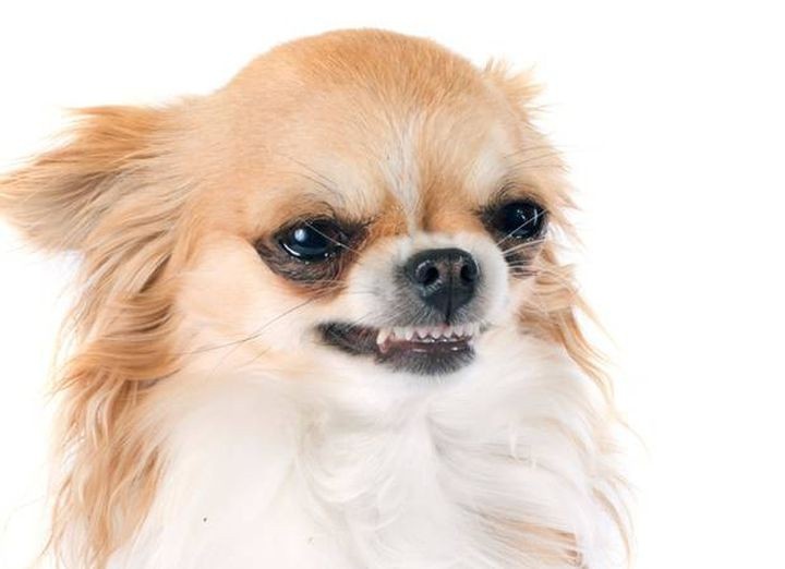 10 интересных фактов о собаках породы чихуахуа (10 фото)