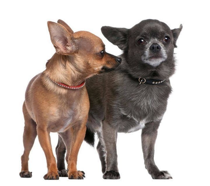 10 интересных фактов о собаках породы чихуахуа (10 фото)