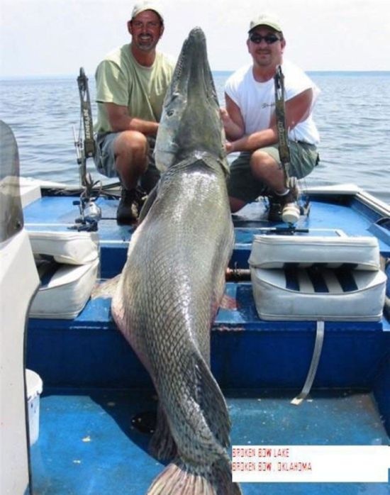 Огромная рыба-аллигатор (16 фото)