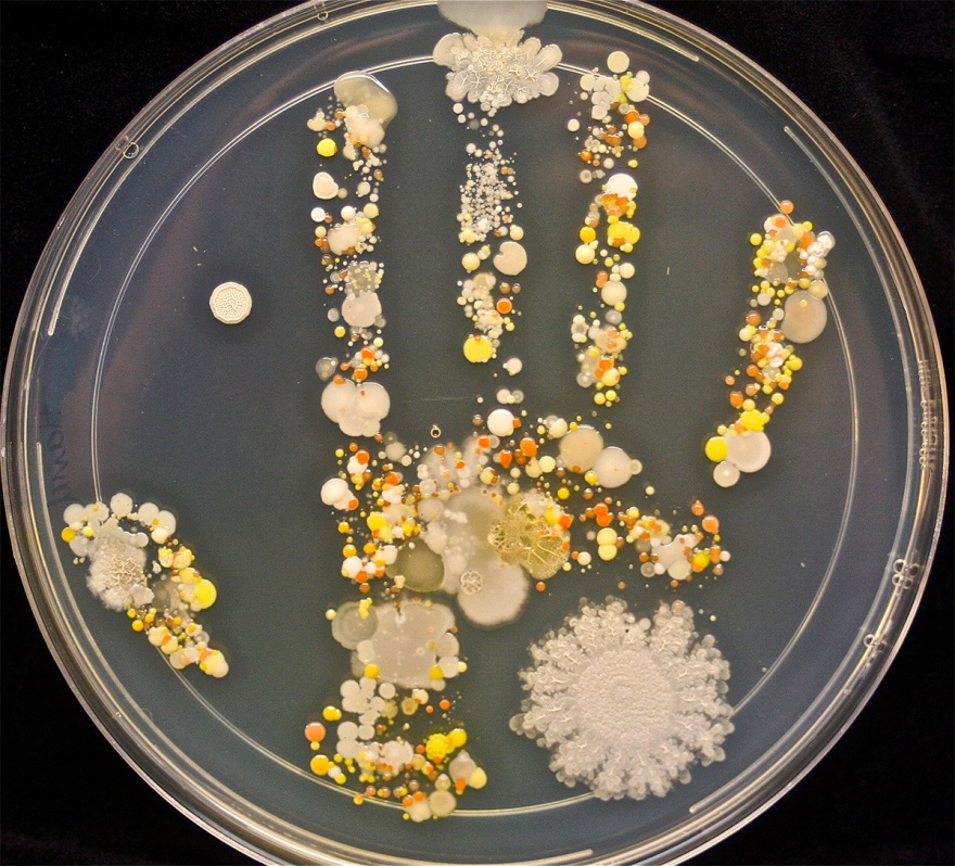 Бактерии на наших руках (2 фото)