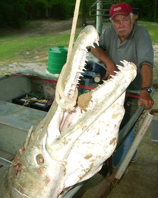 Огромная рыба-аллигатор (16 фото)