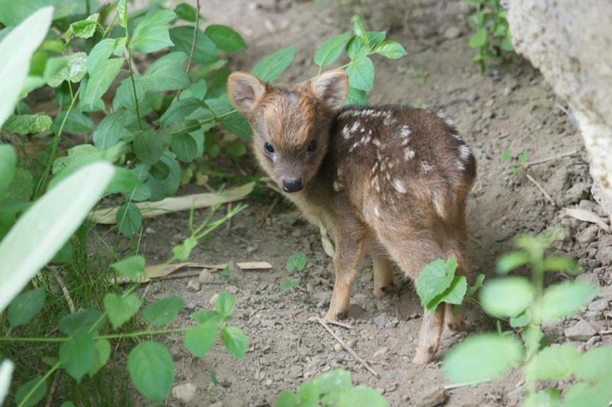 Детеныш одного из самых маленьких оленей в мире (4 фото и 1 гифка)