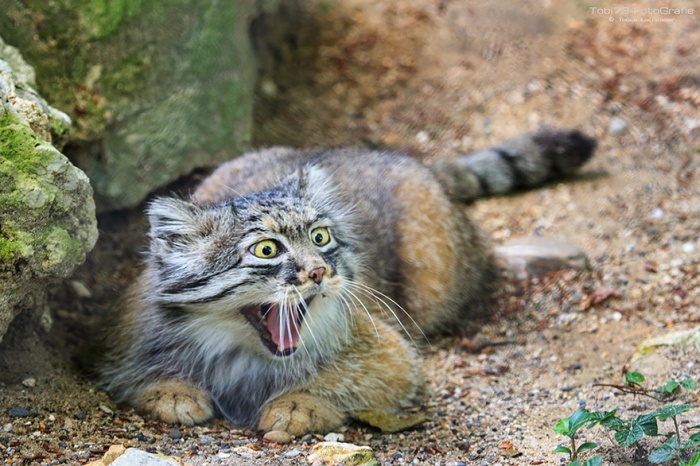Милые и опасные дикие коты - манулы (25 фотографий)